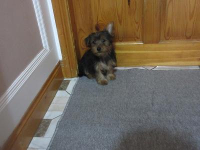 Yorkshire Terrier puppies in Carlow